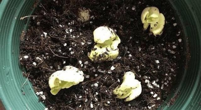 浇上■公园捡的“绿果果”,种在花盆里,浇上水,30天长出了发财树