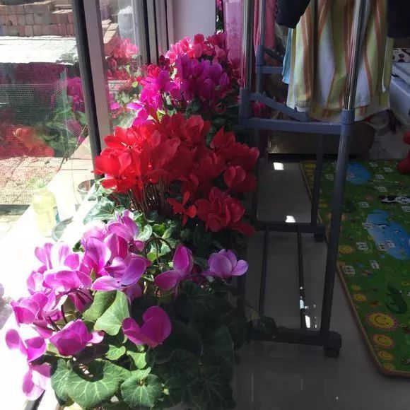 「长势」花友家的仙客来长势非常喜人,每年都开爆,真美!~