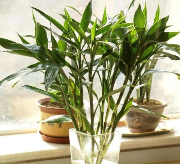  『富贵竹』这“4种”植物，可以用“醋”养，每个月用“1斤”枝繁叶茂
