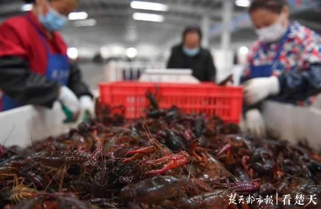 在汉口花桥经营水产门面的代老板在五一期间忙个不停。她告诉记者，除了给餐厅虾馆送虾以外，几个周边小区的小龙虾团购量也明显大增：“大家都晓得今年虾子便宜，过节在家都多买了一些来吃。”
