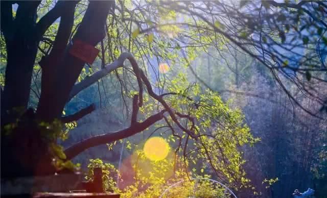 66岁大叔，8年时间打造出了中国最美私家花园，让人叹为观止！