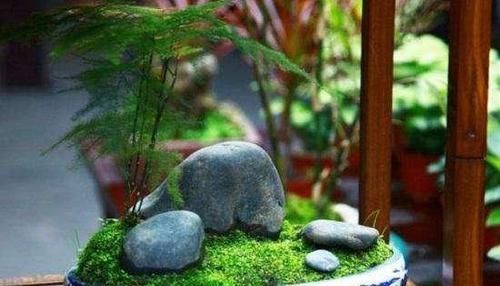  「株型」想要文竹养的好，三步要做到，叶子绿，株型美还能开出花来