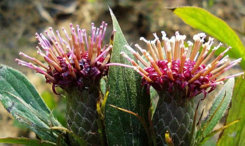 农村山上这种野生植物，身上毛糙，农民见到就砍，如今价值珍贵