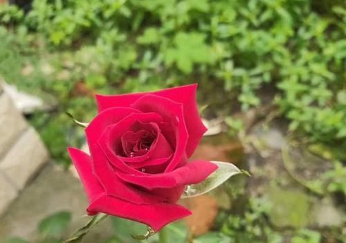  「香味真」最香的10种花卉盆栽，浓香又好看，绿植控必备