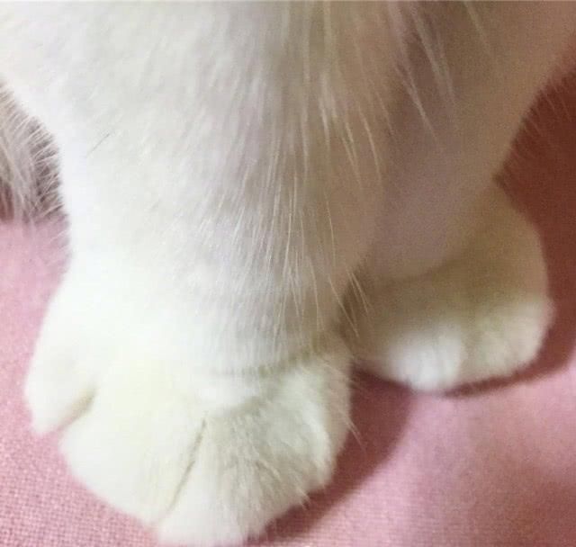  『余生』养着这样一只白白的小猫仔，粉粉的肉垫垫，萌爪爪，度过余生