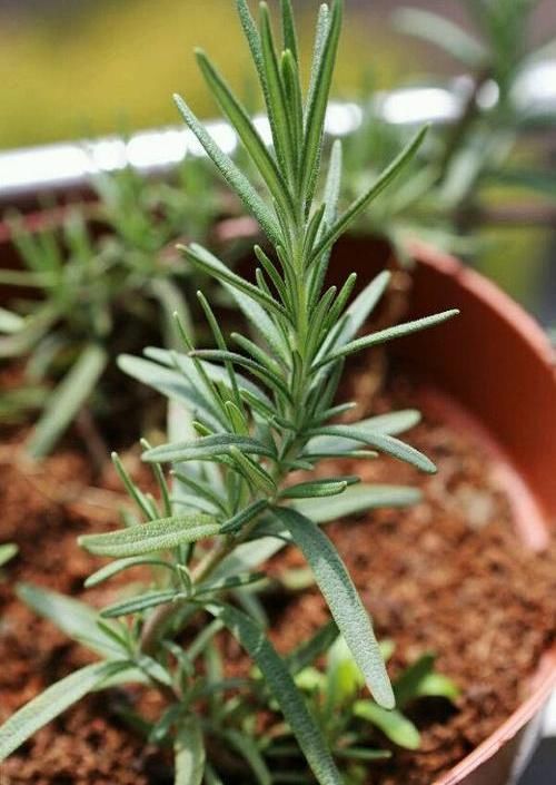  『天然』迷迭香带香气，天然“香料植物”，家里养一盆，免费空气清洁剂