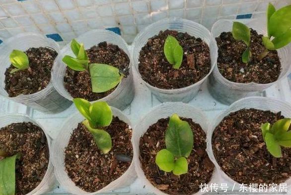  「只需要剪下」亲戚朋友家见到3种植物，剪些叶子带回家，插到土里就能活