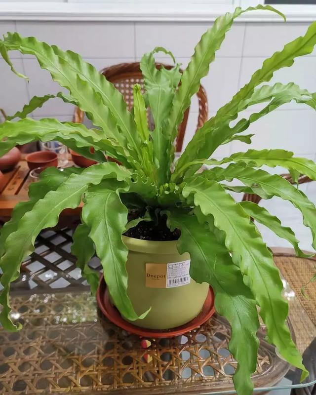  「荷叶铁线蕨」6种适合卫生间养的蕨类植物，耐阴好养活，杀菌去异味！