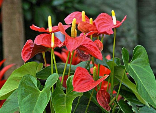  『朵花』这朵花四季常开，一开花就不停歇，一盆千百朵，花色美丽不费心