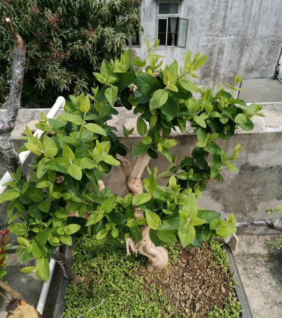  『感冒』阳台养盆金银花，长成精品盆景，花瓣泡水喝，预防中暑感冒