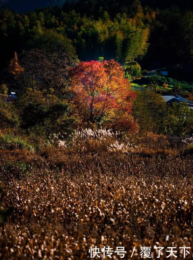 安徽旅游:大山深处一抹红,马丁公路、马鬃岭秋色美翻了
