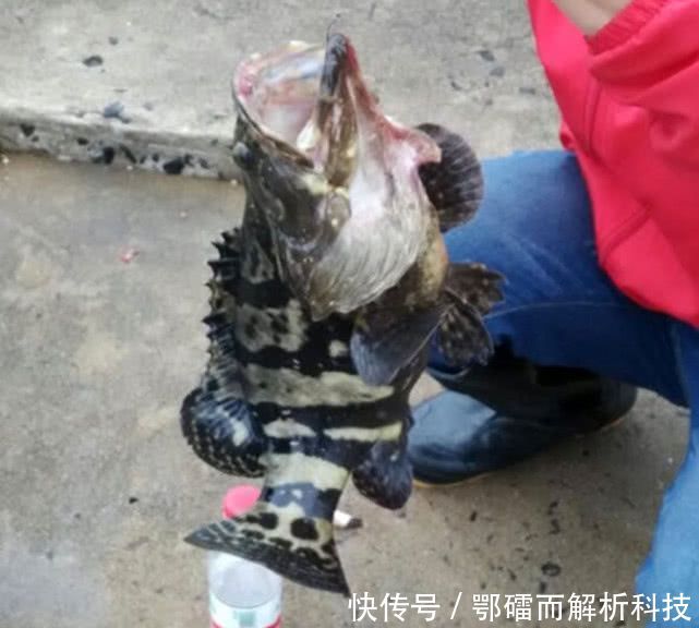 『钓法』石斑鱼来自海洋的“鸡肉”该如何垂钓?