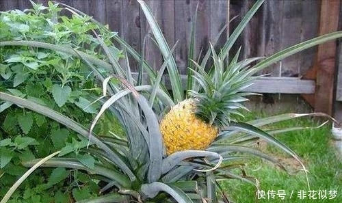  【看不上】爷爷在花盆种“菠萝”，家人一开始看不上，3年后结出了2斤大果