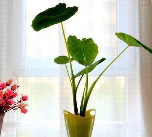  「芋头」一种盆栽叶似荷叶，形似滴水观音，既观赏又能食用，可谓两全其美