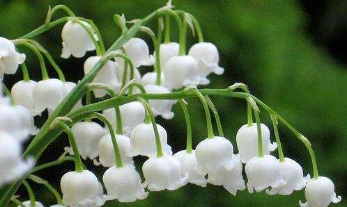  [便宜]养花就养这4款植物，便宜又好养，开花艳丽妖艳，开花烂漫迷人眼