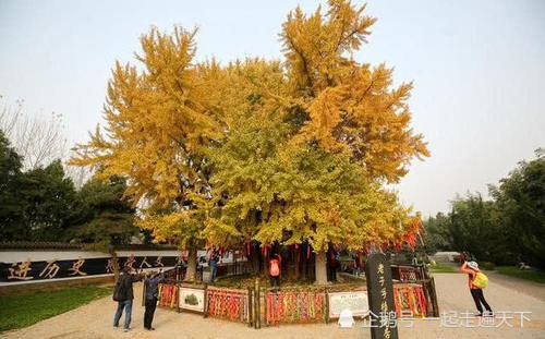 终南山有一株千年银杏，相传为老子所种，已有2600多年