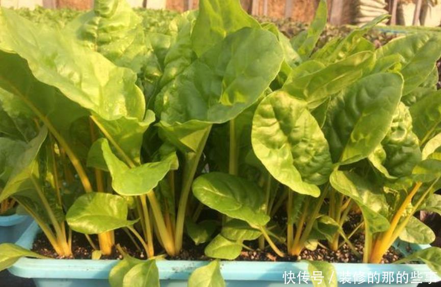  『适合』春天最适合阳台种植“4种菜”，结果快，收菜多，不用出门买菜！
