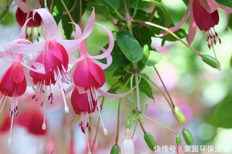 养花|喜欢在阳台上养花,就养开花美讨人喜,好养活爱爆盆的花