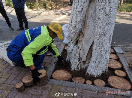 别有一番韵味!八大关景区树穴变“树桩盆景”