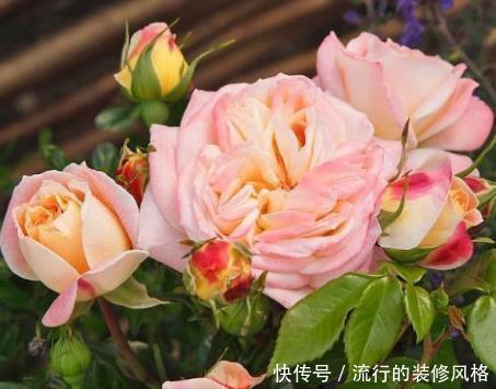 『粉嫩』新手养花,不如养盆花中精品“协和玫瑰”,花开粉嫩,妩媚高雅