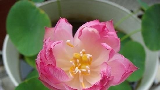  【三角梅】夏天阳台不能养花？这6种花把你家的阳台承包啦！