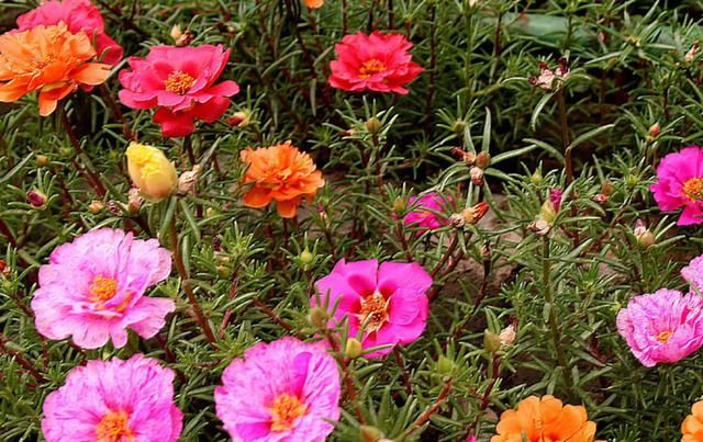  「解决」太阳花不开花.开花少的5个原因，找到问题解决，温度合适就会爆盆