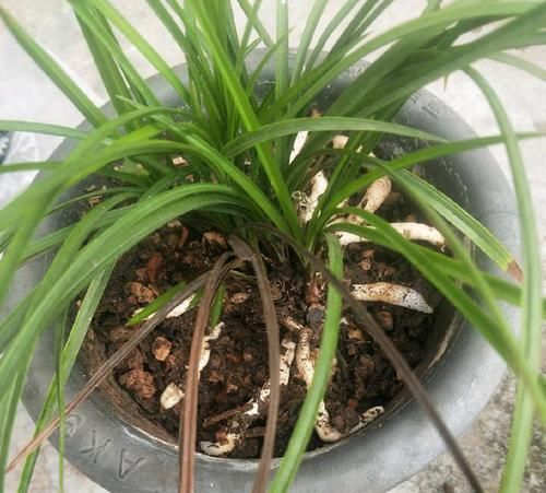  【盆土】兰花看着不爽，那就分苗分盆吧，一盆变三盆，盆土消毒方式一绝