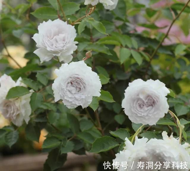  「品种」梦幻悠长，无法抗拒，月季的那抹蓝紫色美得清凉又高级！
