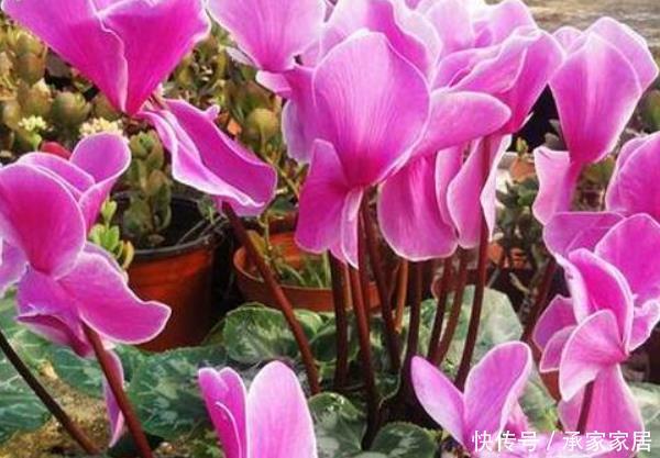 #室内#4种花是“细菌”的克星,室内养一盆,招财进宝,增添生机活力