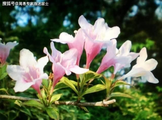  [大部分都会]生肖羊5月运气算命：2021年5月运气，情感运气轻易着花后果