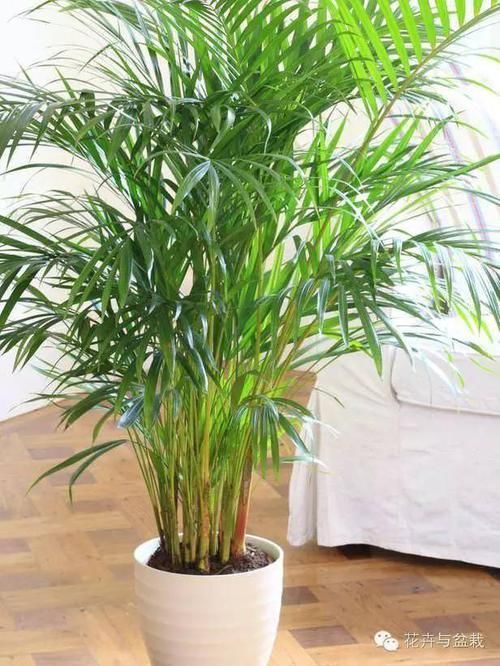  『适合』这些耐阴的室内植物，你家养了几种？