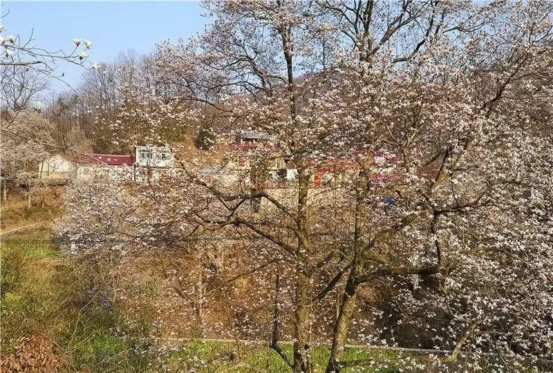 3月,低调六安意外爆红!一组照片,全国人民都被美哭了!【2020热门旅游景点】