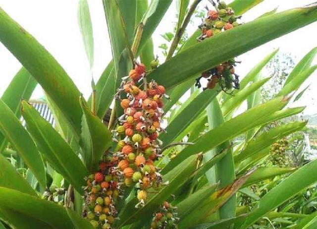  亩产值@只在农村有的“野草”，种植一次可采收多年，亩产值上万元