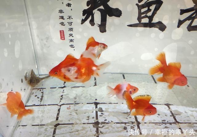 「鱼缸」八十厘米的鱼缸可以养什么热带鱼,金鱼、锦鲤可不可以?