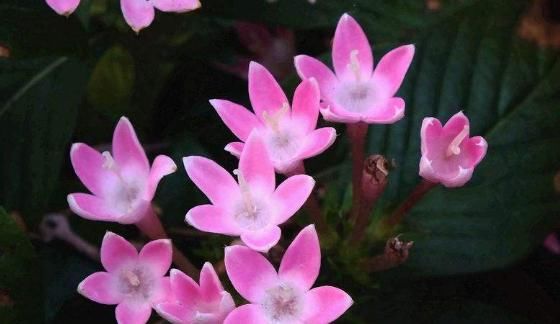  『充足』5种超爱开花的花卉，随便养一盆，一开就是大半年，超美超惊艳
