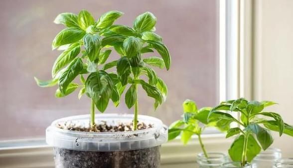 盆栽:盆栽养殖、扦插植物,想要其寿命长、长得旺?就喂点红糖水