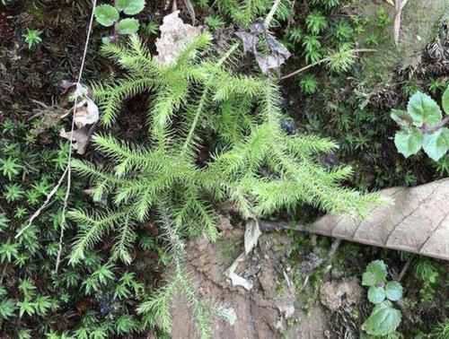  石松■田地里有1种草不常见，枝叶像“蜈蚣”，人称“垂穗石松”，珍贵