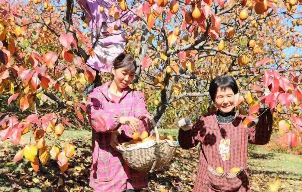  [金珠]号称最具前景水果，果批市场26元一斤，看的人多，买的人