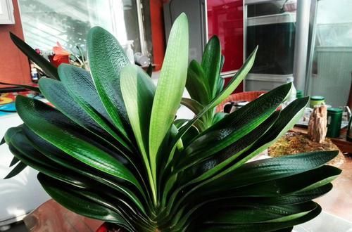  【子兰快速】赤霉素在君子兰上的妙用，夹箭的君子兰滴滴赤霉素，3天就抽箭