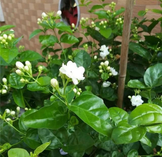  #芳香#茉莉花最爱3种“肥料”,家中就有,浇一点,花大芳香、开爆盆!