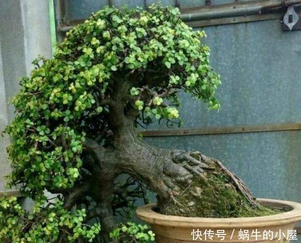【不凡】还在哄抢身价不凡的金枝玉叶?别了,自家盆栽注重4点就能养成