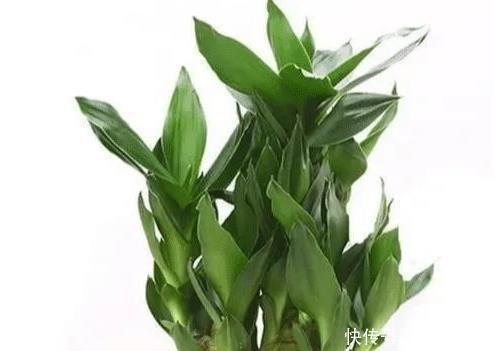  #高贵#八种寓意吉祥的旺财花，好看还好养，喜庆又高贵！