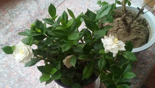  「药品」1种药品，有'2种'用途，扦插生根快，养花不黄叶、不烂根