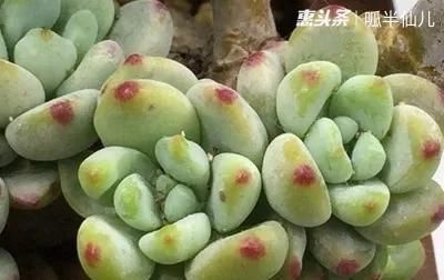  #上名#傻傻分不清的多肉，就看它这儿，一眼就能叫上名！