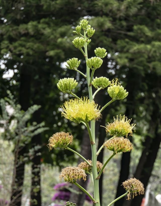 「剪掉」你家龙舌兰快开花了?赶紧剪掉,要不然它小命不保可别哭!