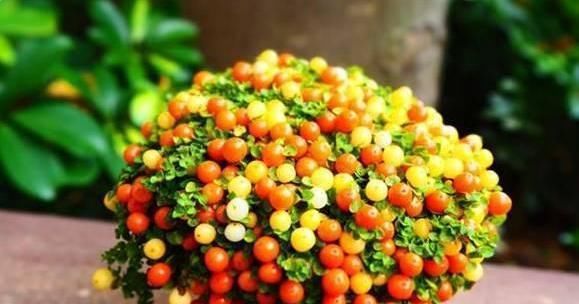  观花植|这3种“观果”植物，比花还要美，好看又好养，不养一盆就亏了