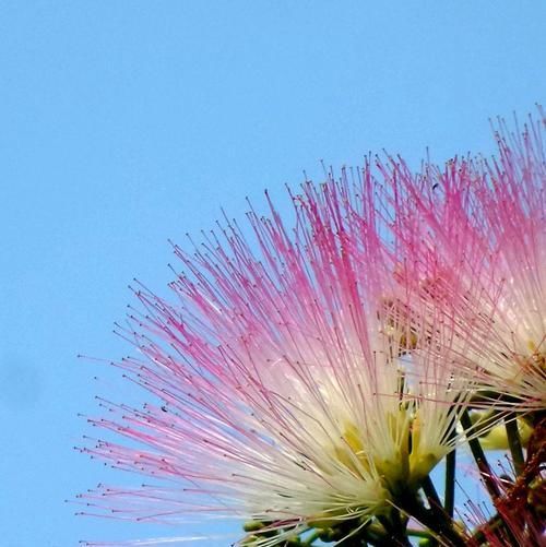  『寓意』没想到豆科植物开花会这么美，还有着夫妻好合的寓意