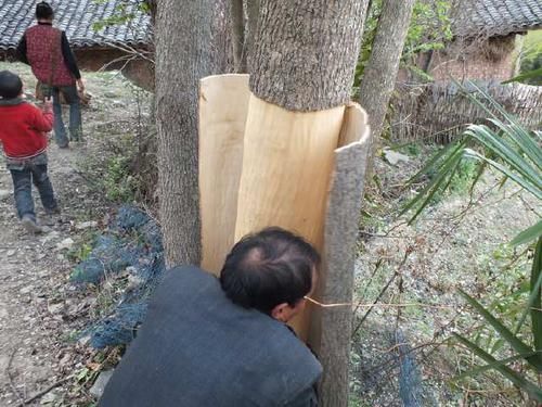  [树木]树木不值钱，树皮是稀罕物，有人靠卖树皮发财