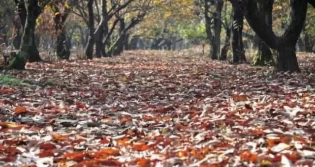 徐州这两天唱起了“小晴歌” 又是一年秋意浓，赏秋正当时！