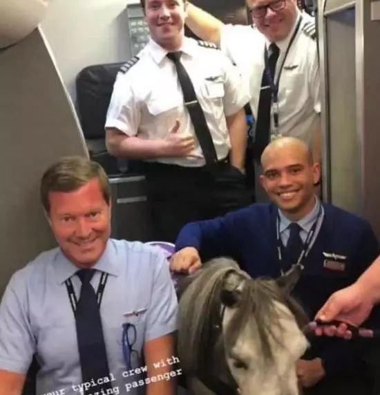  [座位]乘客坐飞机，发现旁边座位竟有一匹马